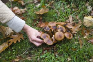 Ab Wann Gibt Es Pilze Im Wald? Wann die Pilzsaison beginnt und welche Bedingungen wichtig sind