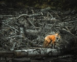 Warum Ist Der Luchs Vom Aussterben Bedroht? Die wichtigsten Ursachen für den Rückgang der Luchspopulation