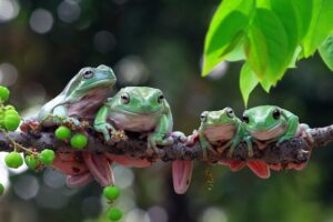 Welche Tiere leben im tropischen Regenwald? Die faszinierende Tierwelt des tropischen Regenwaldes im Überblick