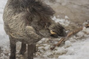 Wildschweine Füttern – Womit? Was fressen Wildschweine und darf man sie füttern?