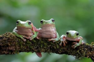 Wie viele Silben hat „Frosch“? Silbenanzahl des Wortes „Frosch“ einfach erklärt
