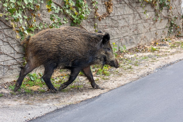 Was Tun, Wenn Man Einem Wildschwein Begegnet? So verhalten Sie sich richtig bei einer Begegnung mit einem Wildschwein