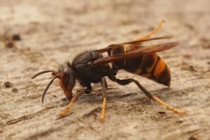 Woran Erkennt Man Eine Hornissenkönigin? Hornissenkönigin sicher erkennen – typische Merkmale