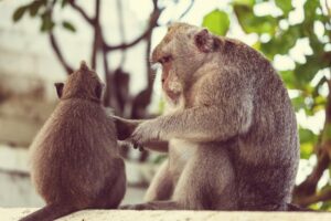 Känguru Mathe Lösungen – Hilfen und Lösungswege für Aufgaben des Känguru-Mathematikwettbewerbs