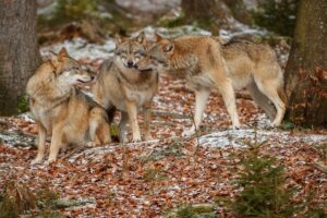Wölfe In Sachsen – Probleme – Welche Herausforderungen die Rückkehr der Wölfe mit sich bringt
